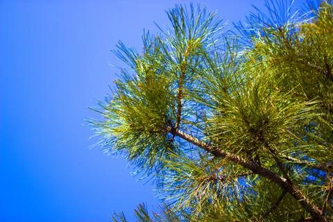 Tree against the sky Stock Photos