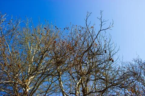 Tree against the sky Stock Photos