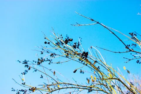 Tree against the sky Stock Photos