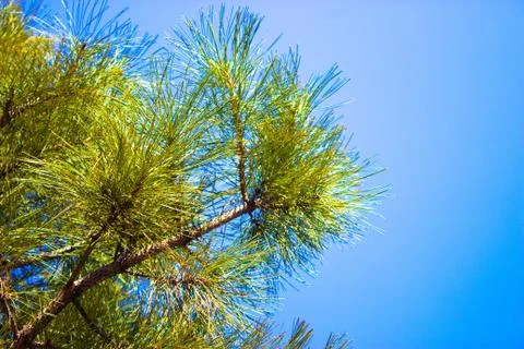 Tree against the sky Foto stock