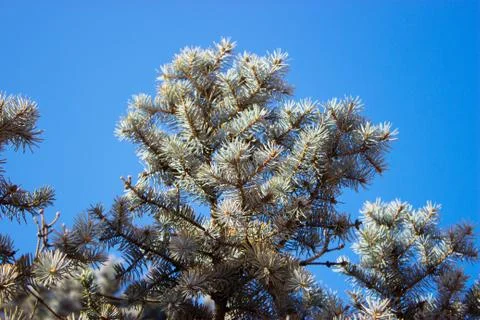 Tree against the sky Stock Photos