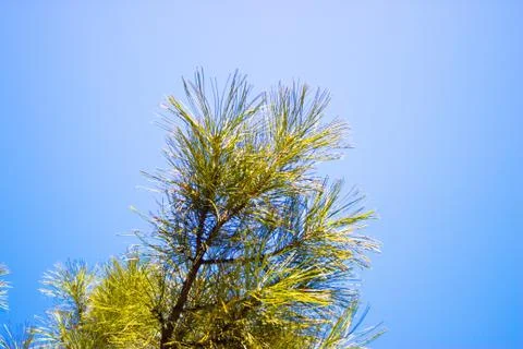 Tree against the sky Stock Photos