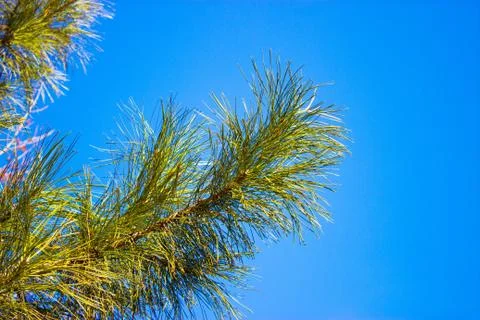 Tree against the sky Stock Photos