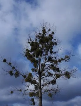 Tree against the sky Stock Photos