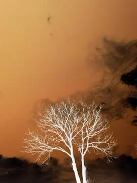 Tree against the sky Stock Photos