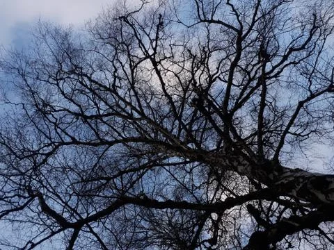 Tree against the sky Stock Photos