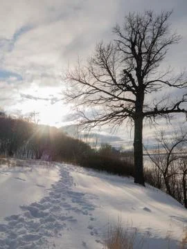Tree against the sky in the snow Foto stock