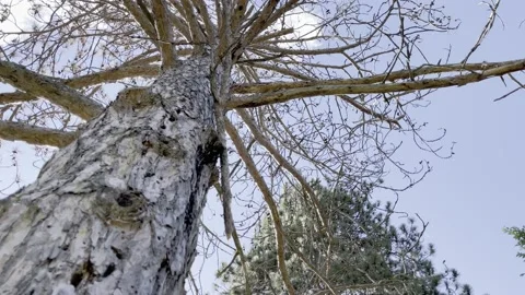Tree against the skyline upward view Stock Footage 156003789