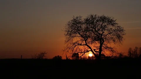 A tree against the sunset sky. Stock Footage 129967931