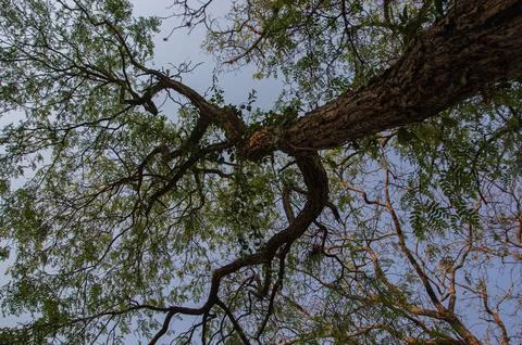Tree with aged lateral trunk seen from bottom to top with green leaves in t.. Stock Photos