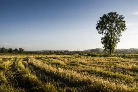 Tree in agricultural fields Stock Photos