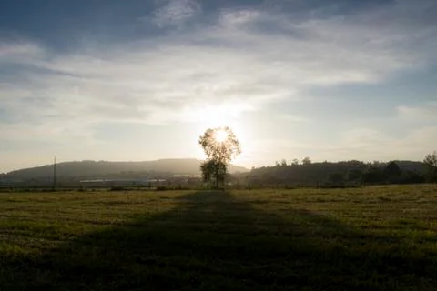 Tree in agricultural fields Stock-Fotos