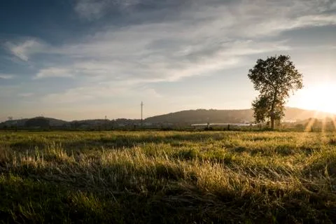 Tree in agricultural fields Stock Photos