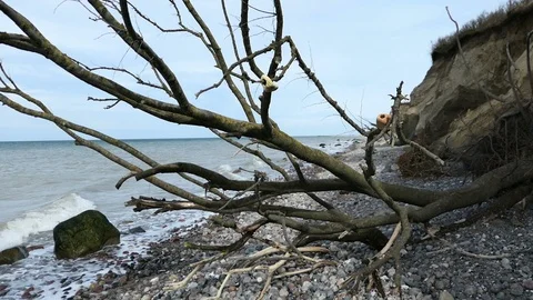 Tree at Ahrenshoop cliff with driftwood tree on shore. Baltic sea Vídeo Stock 126974747