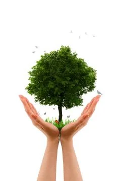 Tree alive  - hand Stock Illustration