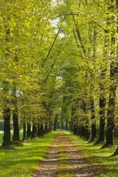 Tree alley Stock Photos