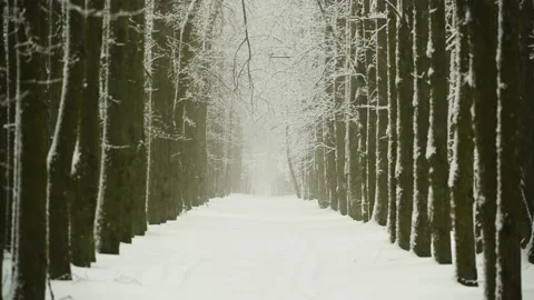 Tree Alley in Winter in Snowfall. Stock Footage 170551532