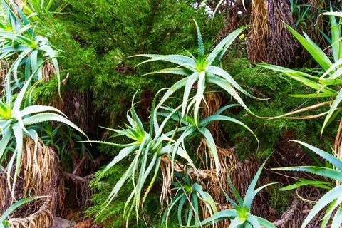Tree-Like Aloe in a Garden Foto stock
