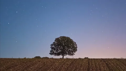 Tree Alone In The Field And Starry Sky In Cordoba, Andalusia - Time Lapse Vídeo Stock 146255776