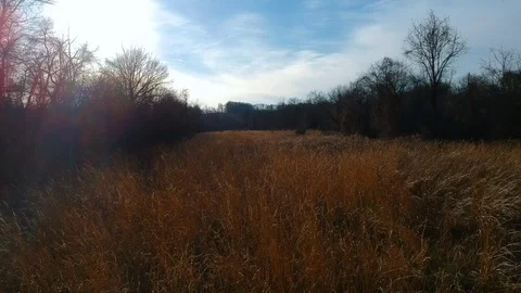 Tree alone in a field of barnyard grass at dusk Stock Footage 87296943