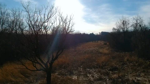 Tree alone in a field of barnyard grass at dusk Video stock 87338223