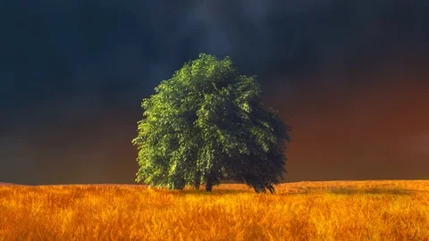 Tree alone in the field, live photo Stock Footage 111412874