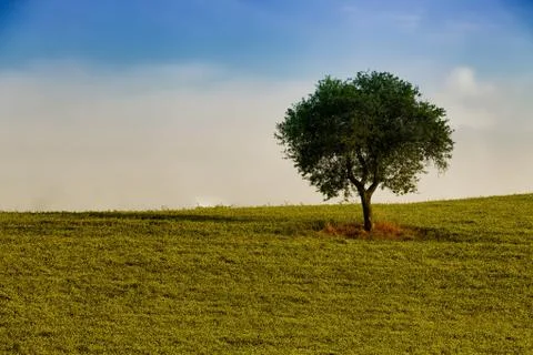 Tree alone in the field 库存照片
