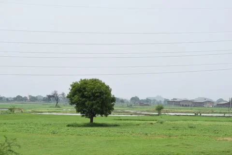 A tree alone in the middle of grass field Stock Photos