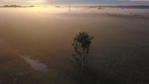 Tree alone at middle of sunrise summer field Stock Footage 91880986