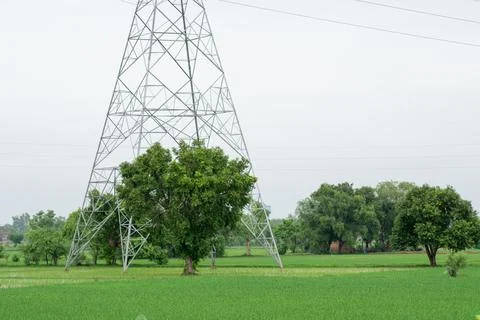 Tree alone in paddy field. Stock Photos