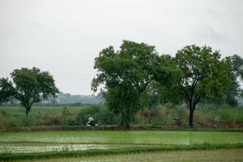 Tree alone in paddy field. Stock Photos