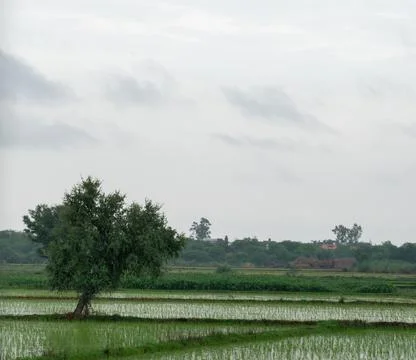Tree alone in paddy field. Stock Photos