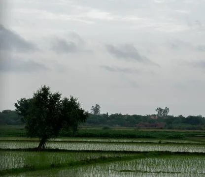 Tree alone in paddy field. Stock Photos