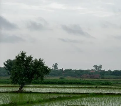 Tree alone in paddy field. Stock Photos