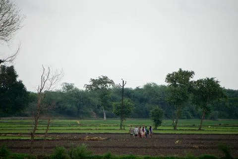 Tree alone in paddy field. Stock Photos