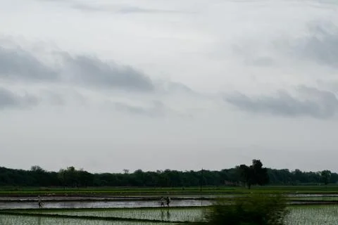 Tree alone in paddy field. Stock Photos