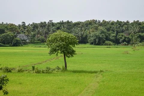 Tree alone in paddy field. Stock Photos