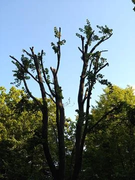 A tree alone in the park Stock Photos