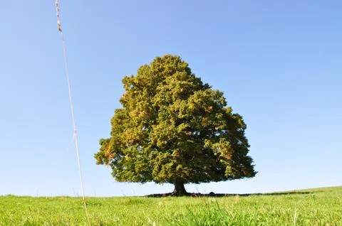 Tree alone Stock Photos