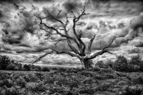 Tree Alone Stock Photos