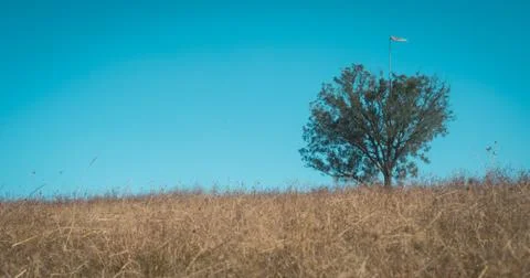 Tree Alone Stock Photos