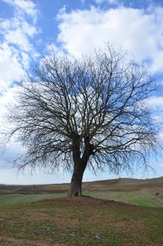 Tree alone Stock Photos