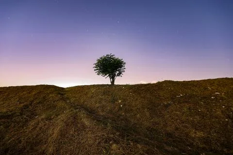 Tree alone Foto stock