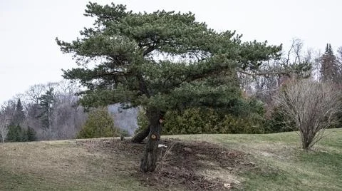 Tree Alone Stock Photos