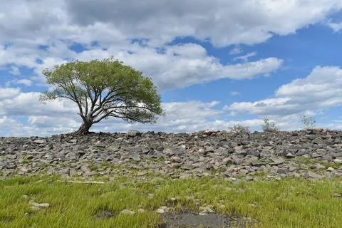 A tree alone on the rocks Stock Photos