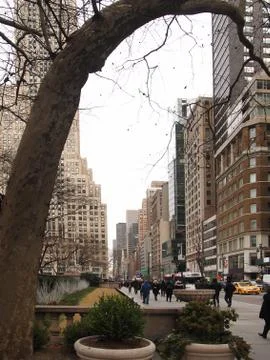Tree along 5th Ave Stock Photos