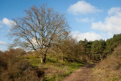 Tree along a dune path Foto stock