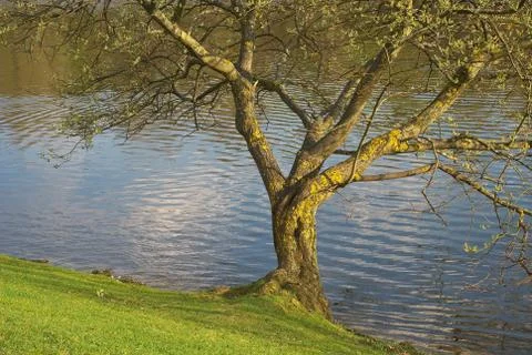 Tree along a lake Stock Photos