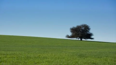 A tree along in the meadow Stock Photos