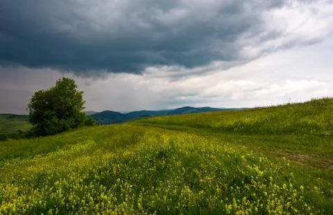 Tree along the path through grassy meadow Stock Photos